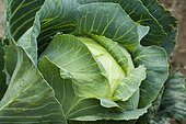 Headed cabbage (Brassica oleracea capitata)