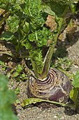 Turnip (Brassica rapa) 'de Nancy'