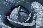 Red cabbage (Brassica oleracea capita-nigra)