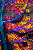 Beet / chard (Beta vulgaris) nervure