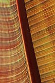 Banana tree (Musa sp) leaf detail