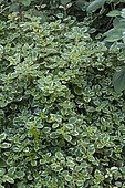 Mintleaf 'Nico' (Plectranthus forsteri syn. Plectranthus coleoides) Variegated foliage