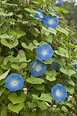 Tall morning-glory 'Rubro Coerulea' (Ipomoea purpurea syn. Convolvulus purpureus) in bloom