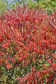 Staghorn Sumac (Rhus typhina) 'Dissecta' syn. (Rhus typhina) 'Laciniata' in autumn
