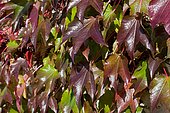 Boston ivy (Parthenocissus tricuspidata) foliage in autumn