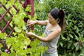 Woman in the garden pruning a vine (Vitis vinifera)