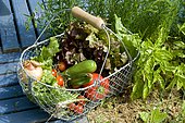 Basket of vegetables, summer harvest. Salad (Lactuca sp), Tomato (Lycopersicon esculentum, Onion (Allium cepa), Zucchini (Cucurbita pepo