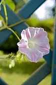 Tall morning-glory (Ipomoea purpurea) flower