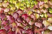 Boston ivy (Parthenocissus tricuspidata) foliage in autumn
