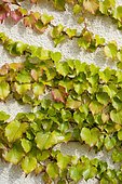 Boston ivy (Parthenocissus tricuspidata) foliage in autumn
