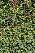Boston ivy (Parthenocissus tricuspidata) foliage in autumn