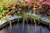 Boston ivy (Parthenocissus tricuspidata) foliage in autumn on a wall
