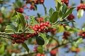 English holly (Ilex aquifolium) fruits in autumn
