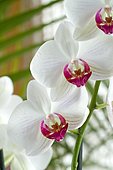 Orchid (Phalaenopsis sp) flowers