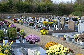 Chrysanthemum (Chrysanthemum sp) in flower, Cemetery in bloom at All Saints' Day.