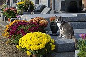 Cat and Chrysanthemum (Chrysanthemum sp) in flower, Cemetery in bloom at All Saints' Day.