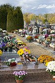 Chrysanthemum (Chrysanthemum sp) in flower, Cemetery in bloom at All Saints' Day.