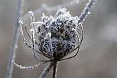 Frost on a wild carrot flower (Daucus carota) in winter