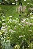 White bed with Fountaingrass (Pennisetum sp) and Khella (Ammi visnaga).