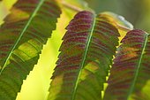 Staghorn Sumac (Rhus typhina) 'Dissecta' leaves in fall