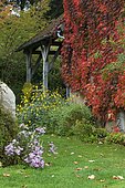 Virginia creeper (Parthenocissus tricuspida) 'Veitchii Robusta', Jardins de la Chaux, Burgundy, France