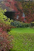 Virginia creeper (Parthenocissus tricuspida) 'Veitchii Robusta', Jardins de la Chaux, Burgundy, France