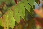 Staghorn Sumac (Rhus typhina) leaves in fall