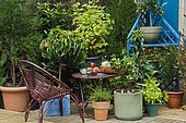 Potted dwarf fruit trees on terrace. Peach (Prunus persica), Cherry (Prunus cerasus), Red currant (Ribes rubrum)