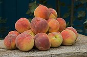 Peach (Prunus persica) 'Redhaven'