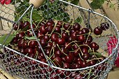 Cherry bigarreau (Prunus avium) fruits