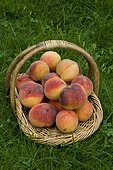Peach (Prunus persica) in a basket