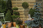 Pot of evergreen shrubs on terrace. Topiary. Boxwood (Buxus sempervirens), Privet (Ligustrum jonandrum), Skimmia (Skimmia sp) "Villaverde 89".