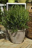 Pot of aromatic plants on terrace. Rosemary (Rosmarinus sp), "Villaverde 89".