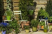 Pot of aromatic plants on terrace. Celery (Apium graveolens), Sage (Salvia sp), Lavender (Lavandula sp), Parsley (Petroselinum crispum), Mint (Mentha sp), Basil (Ocimum basilicum), Tarragon (Artemisia dracunculus), Chives (Allium shoenoprasum), Rosemary (Rosmarinus sp), "Villaverde 89".