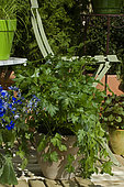 Pot of aromatic plants on terrace, flat parsley (Petroselinum crispum). Mandatory mention : "Villaverde 89".