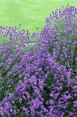 Fine Lavender (Lavandula angustifolia) in bloom