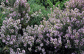 Thyme (Thymus vulgaris) in bloom