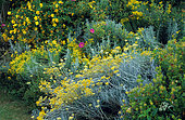 Helichrysum (Helichrysum italicum) 'serotinum', Common tansy (Tanacetum vulgare), St. John's wort (Hypericum sp) in bloom