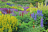 Perennial bed with Delphinium (Delphinium sp), Loose-strife (Lysimachia sp), Lupine (Lupinus sp), Floors Castle, Scotland. Spring-Summer
