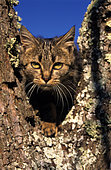 European tabby cat, Male kitten in a tree