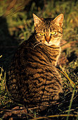 European tabby cat, Male kitten.
