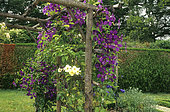 Pergola with Clematis (Clematis sp) 'Jackmanii' and Rose (Rosa sp) 'Golden Showers', Château de Touffou, Vienne, France, AE
