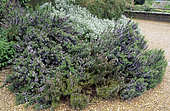 Rosemary 'Prostatus' (Rosmarinus officinalis syn. Rosmarinus lavandulaceus)