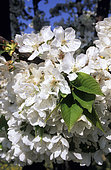 Cherry tree (Prunus cerasus) flowers