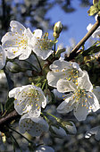 Cherry tree (Prunus cerasus) flowers
