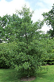 European alder (Alnus glutinosa) 'Imperialis'