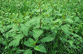 Stinging nettle (Urtica dioica) foliage