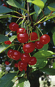 Morello Cherry 'De Montmorency' (Prunus cerasus) fruits