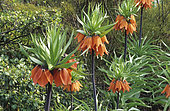 Crown imperial (Fritillaria imperialis) 'Rubra Maxima' in bloom in spring.
