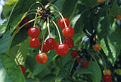 Morello Cherry 'Griotte du Nord' (Prunus cerasus) fruits
